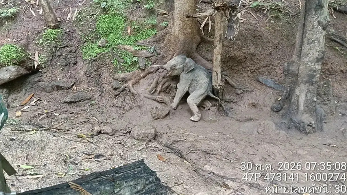 สุดยื้อ “เจ้าจิ๋วน้อย” ลูกช้างป่าพลัดหลง กลับดาวช้างแล้ว เผยสาเหตุเสียชีวิต