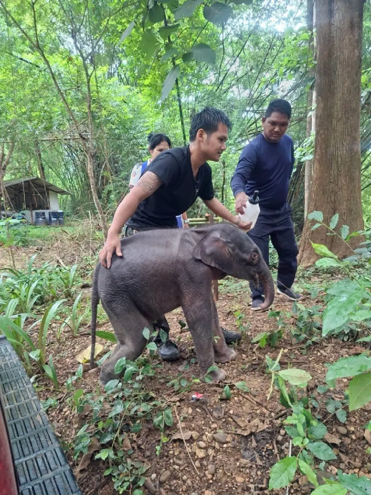อาการน่าห่วง! "ลูกช้างป่า" ไทรโยคพลัดหลง สภาพวิกฤต ขาดน้ำรุนแรง-แผลทั่วตัว