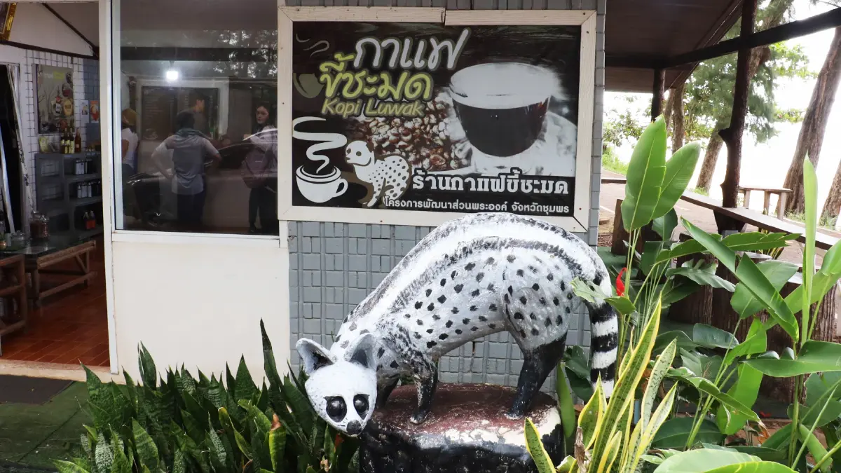 ‘กาแฟขี้ชะมด’ เข้มข้น นุ่มนวล ที่โครงการพัฒนาส่วนพระองค์ จ.ชุมพร