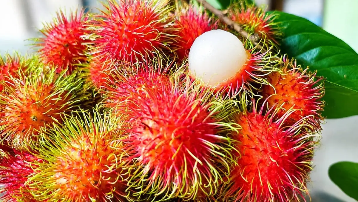 เกษตรฯเดินหน้าบริหารจัดการผลไม้ใต้ปี69ชูคุณภาพลุยเชื่อมตลาด
