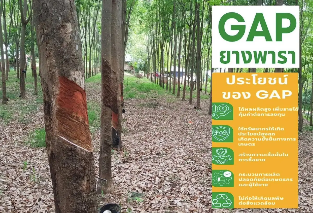 Thai Traceability ยกระดับยางไทย สู่ห่วงโซ่อุปทานโปร่งใสและแข่งขันได้ในตลาดโลก