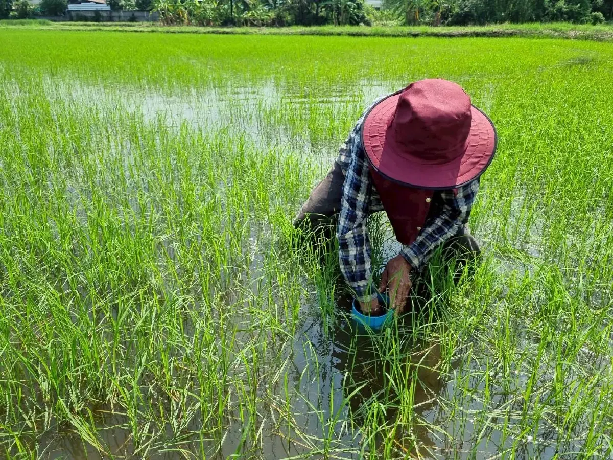 พักขังน้ำ ศูนย์ข้าวอยุธยา หนุนทำนาเปียกสลับแห้ง เซฟน้ำ 30%