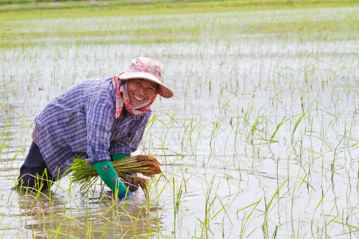ปลดล็อกวัชพืชดื้อยา ซินเจนทา ส่งนวัตกรรมใหม่ช่วยนาข้าว