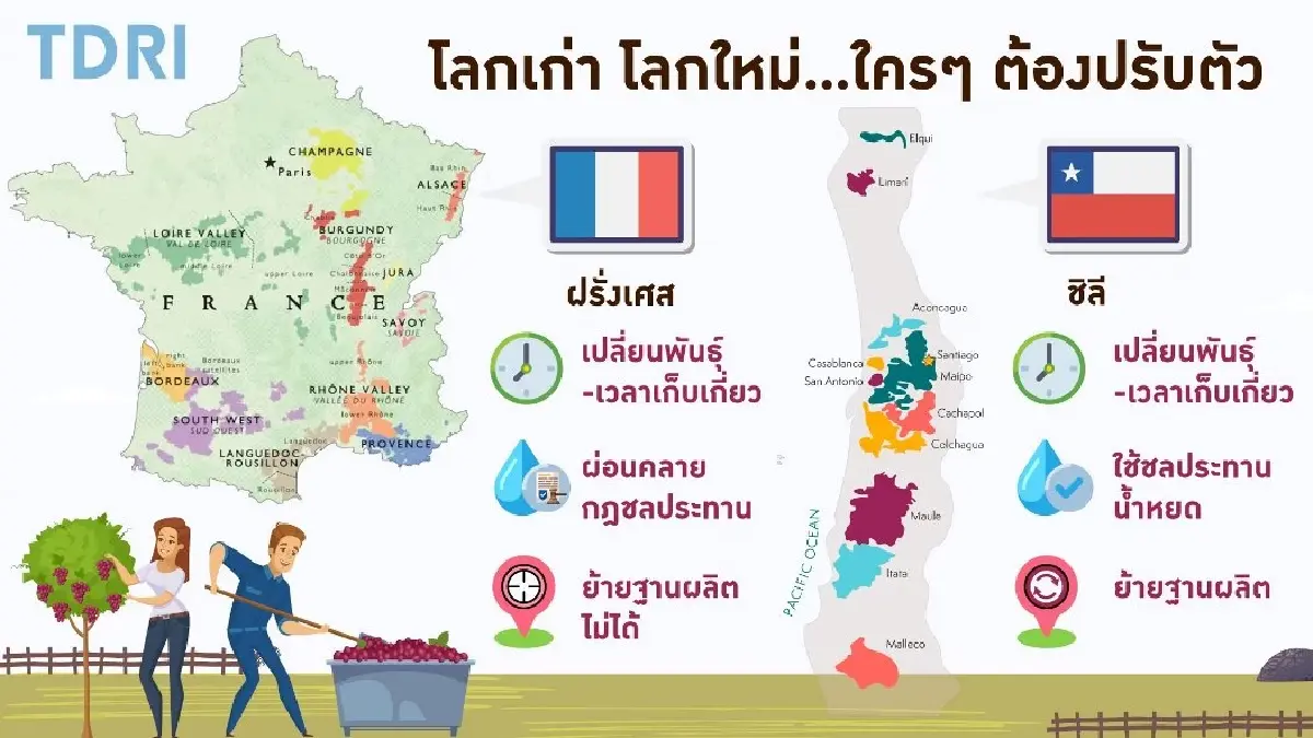 โลกร้อนกับไวน์ เมื่อธรรมชาติท้าทายมนุษย์