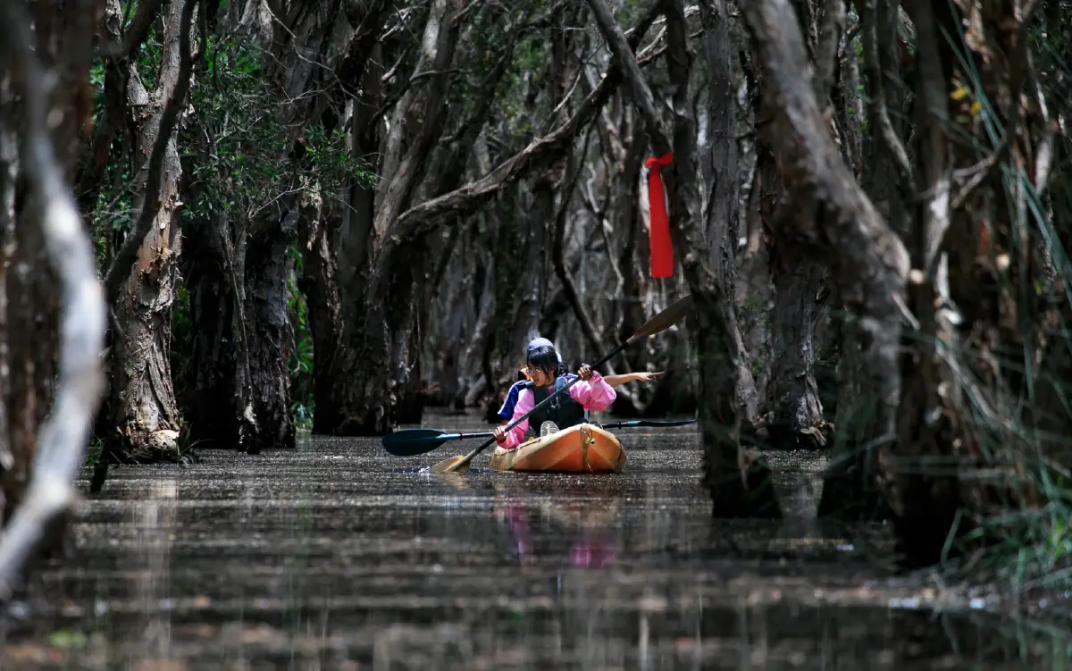 พายเรือเข้าป่าแห่งจินตนาการ ชมต้นไม้ดึกดำบรรพ์ 'เสม็ดโบราณพันปี'