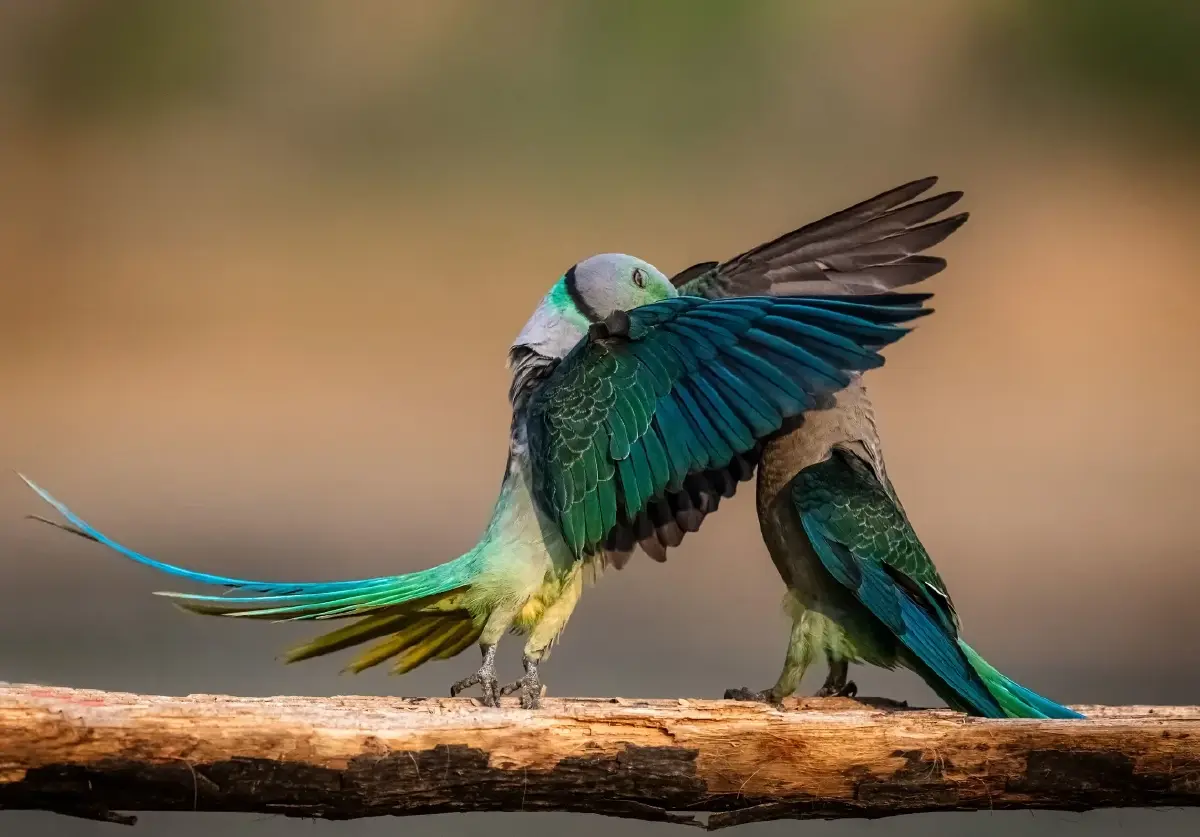 ‘Nikon Comedy Wildlife Awards’ ภาพถ่ายสัตว์โลกชวนยิ้ม หวังใช้เสียงหัวเราะช่วยอนุรักษ์สัตว์ป่า