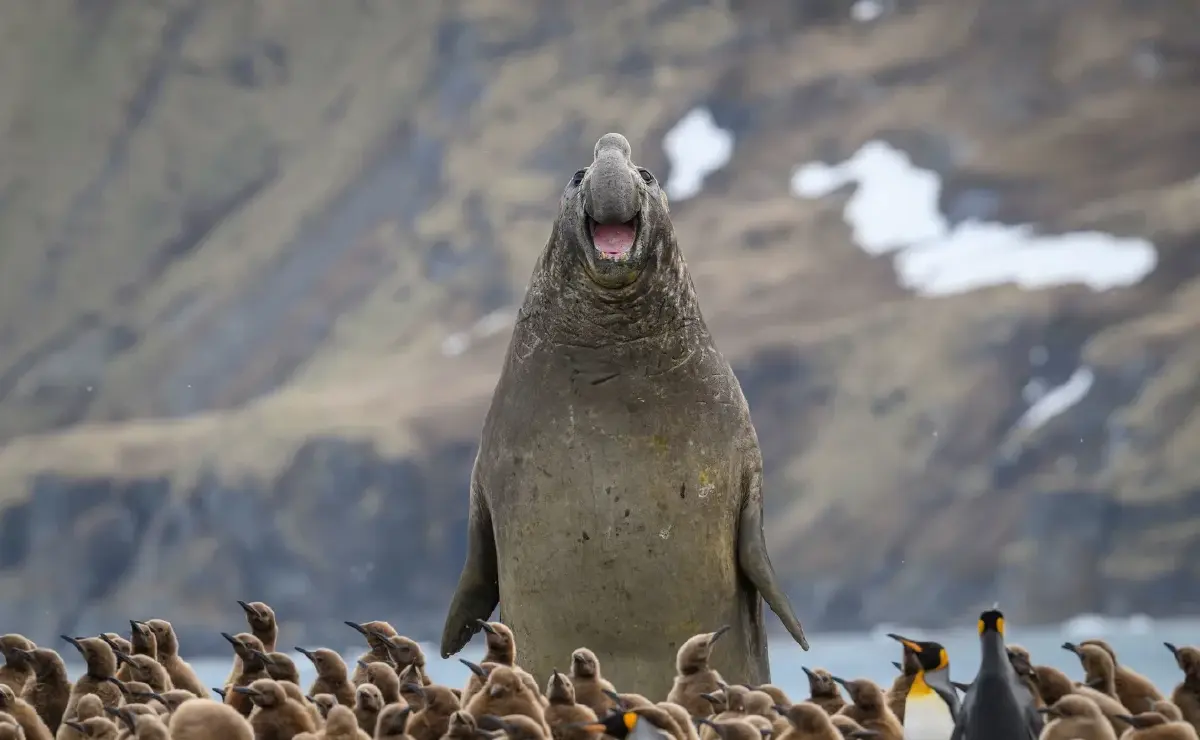 ‘Nikon Comedy Wildlife Awards’ ภาพถ่ายสัตว์โลกชวนยิ้ม หวังใช้เสียงหัวเราะช่วยอนุรักษ์สัตว์ป่า