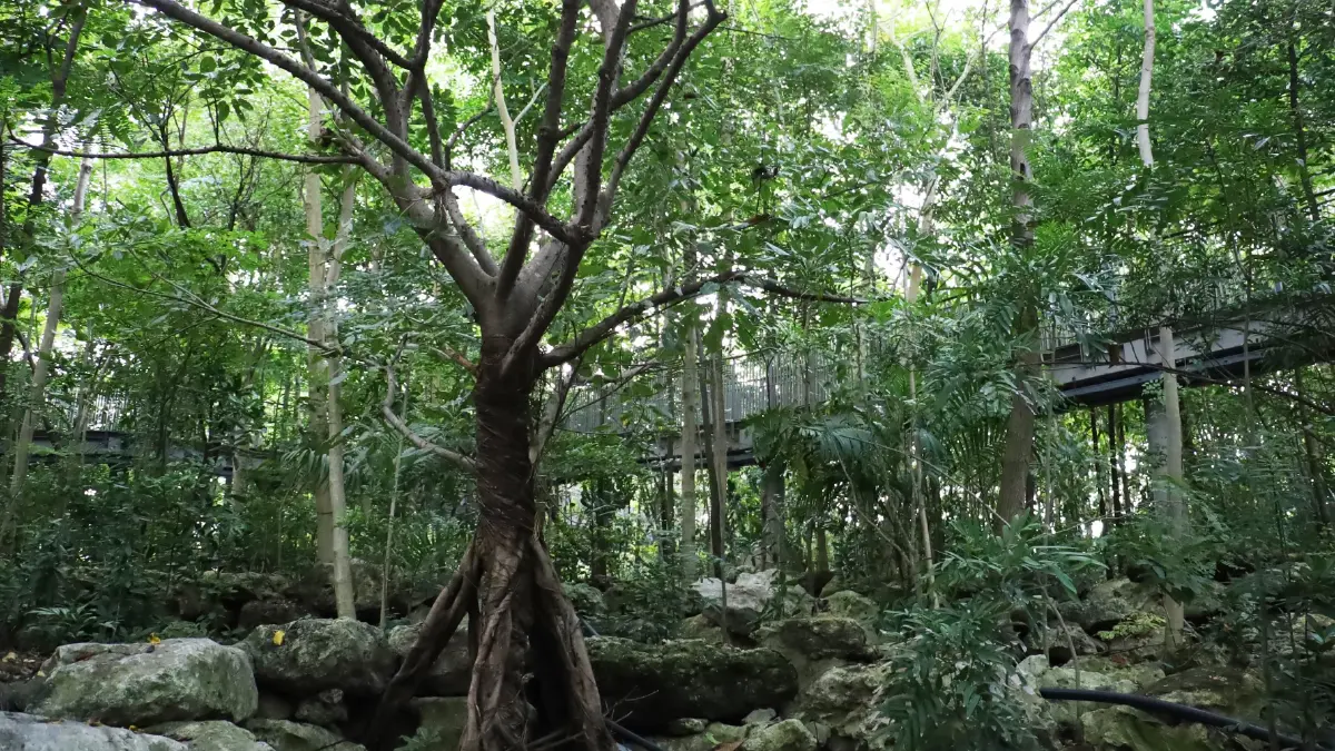 ชวนไป ‘อาบป่า’ ในเมือง ณ ‘The Forestias’ ที่ Habitat บางนา กม.7