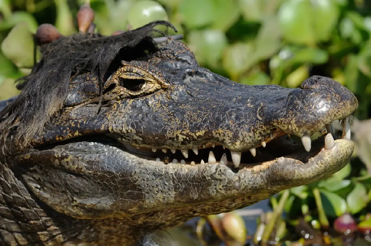 ‘Nikon Comedy Wildlife Awards’ ภาพถ่ายสัตว์โลกชวนยิ้ม หวังใช้เสียงหัวเราะช่วยอนุรักษ์สัตว์ป่า