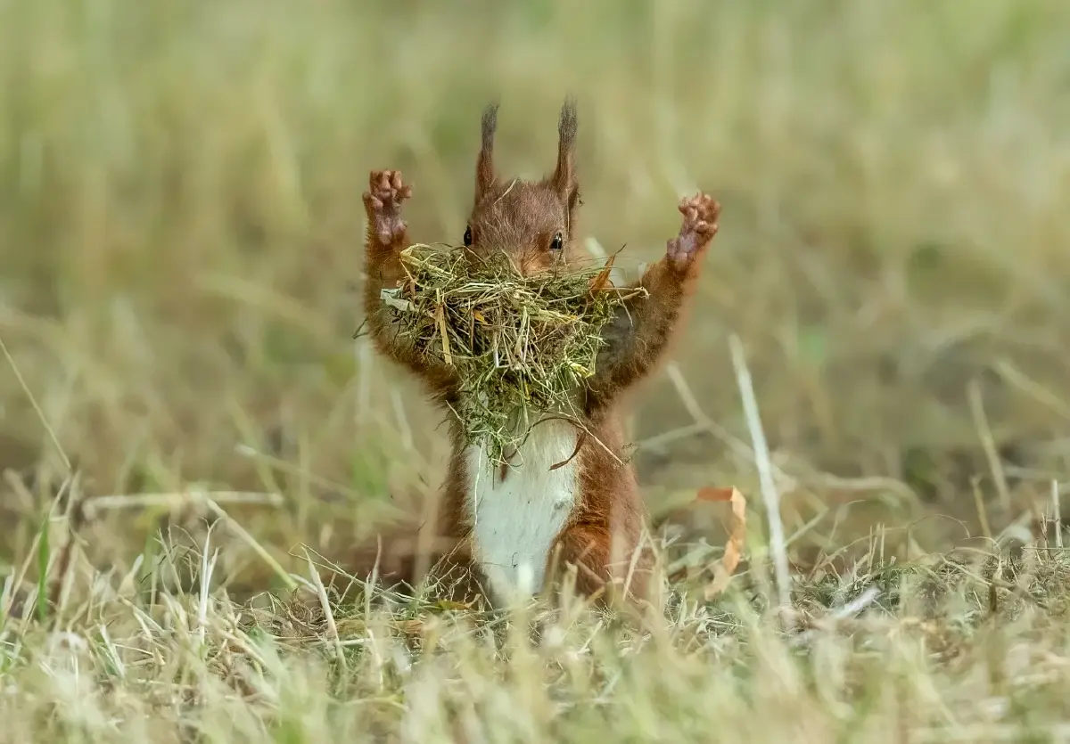 ‘Nikon Comedy Wildlife Awards’ ภาพถ่ายสัตว์โลกชวนยิ้ม หวังใช้เสียงหัวเราะช่วยอนุรักษ์สัตว์ป่า