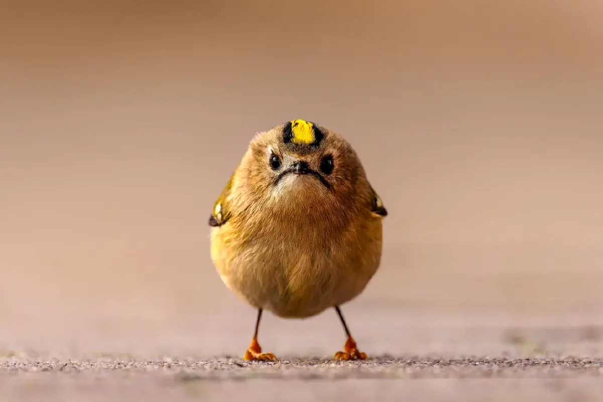 ‘Nikon Comedy Wildlife Awards’ ภาพถ่ายสัตว์โลกชวนยิ้ม หวังใช้เสียงหัวเราะช่วยอนุรักษ์สัตว์ป่า
