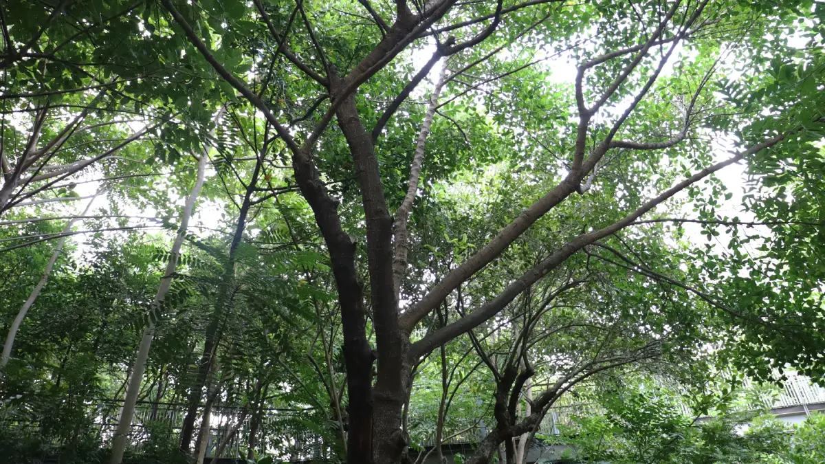ชวนไป ‘อาบป่า’ ในเมือง ณ ‘The Forestias’ ที่ Habitat บางนา กม.7