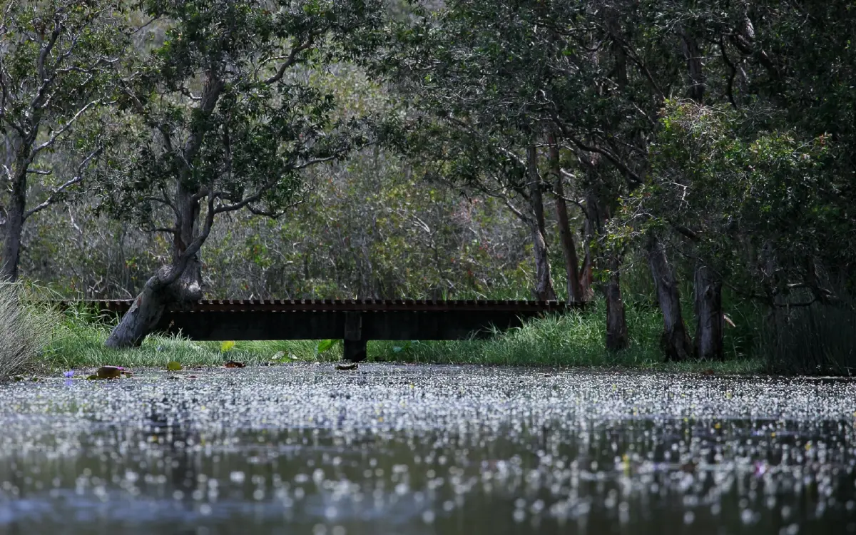 พายเรือเข้าป่าแห่งจินตนาการ ชมต้นไม้ดึกดำบรรพ์ 'เสม็ดโบราณพันปี'