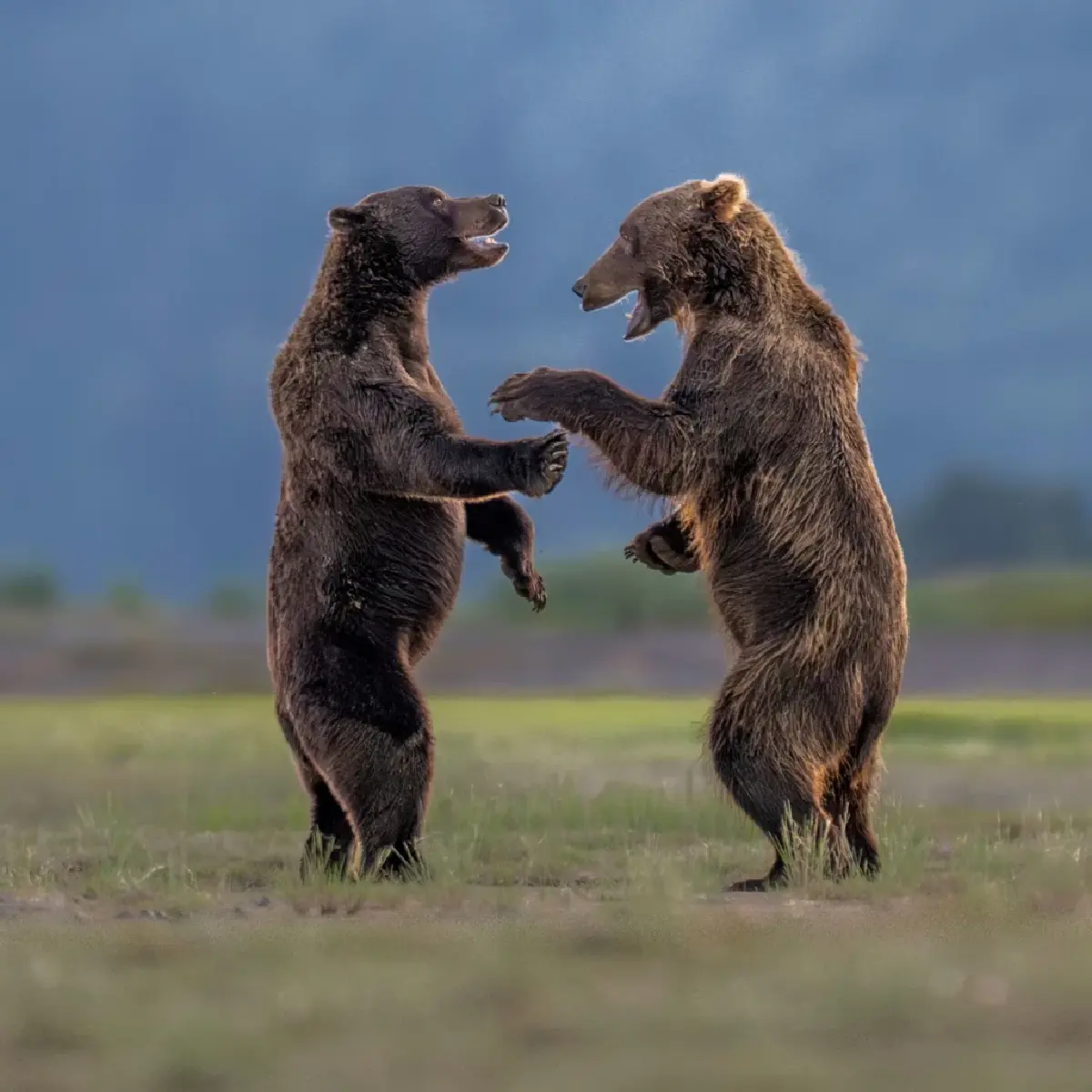 ‘Nikon Comedy Wildlife Awards’ ภาพถ่ายสัตว์โลกชวนยิ้ม หวังใช้เสียงหัวเราะช่วยอนุรักษ์สัตว์ป่า