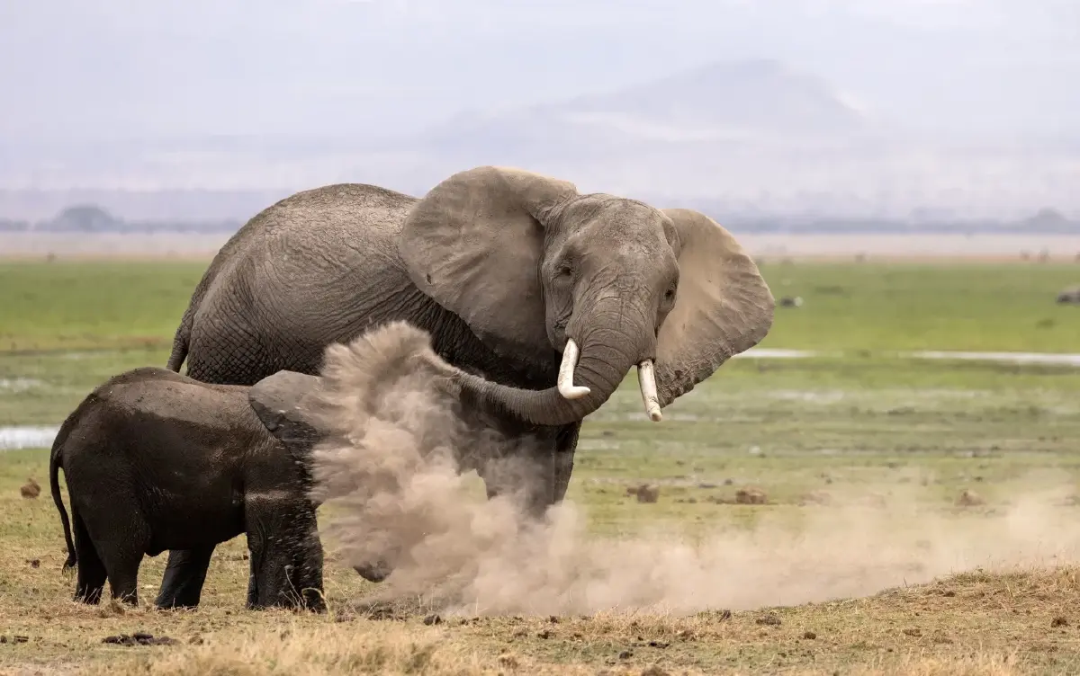 ‘Nikon Comedy Wildlife Awards’ ภาพถ่ายสัตว์โลกชวนยิ้ม หวังใช้เสียงหัวเราะช่วยอนุรักษ์สัตว์ป่า
