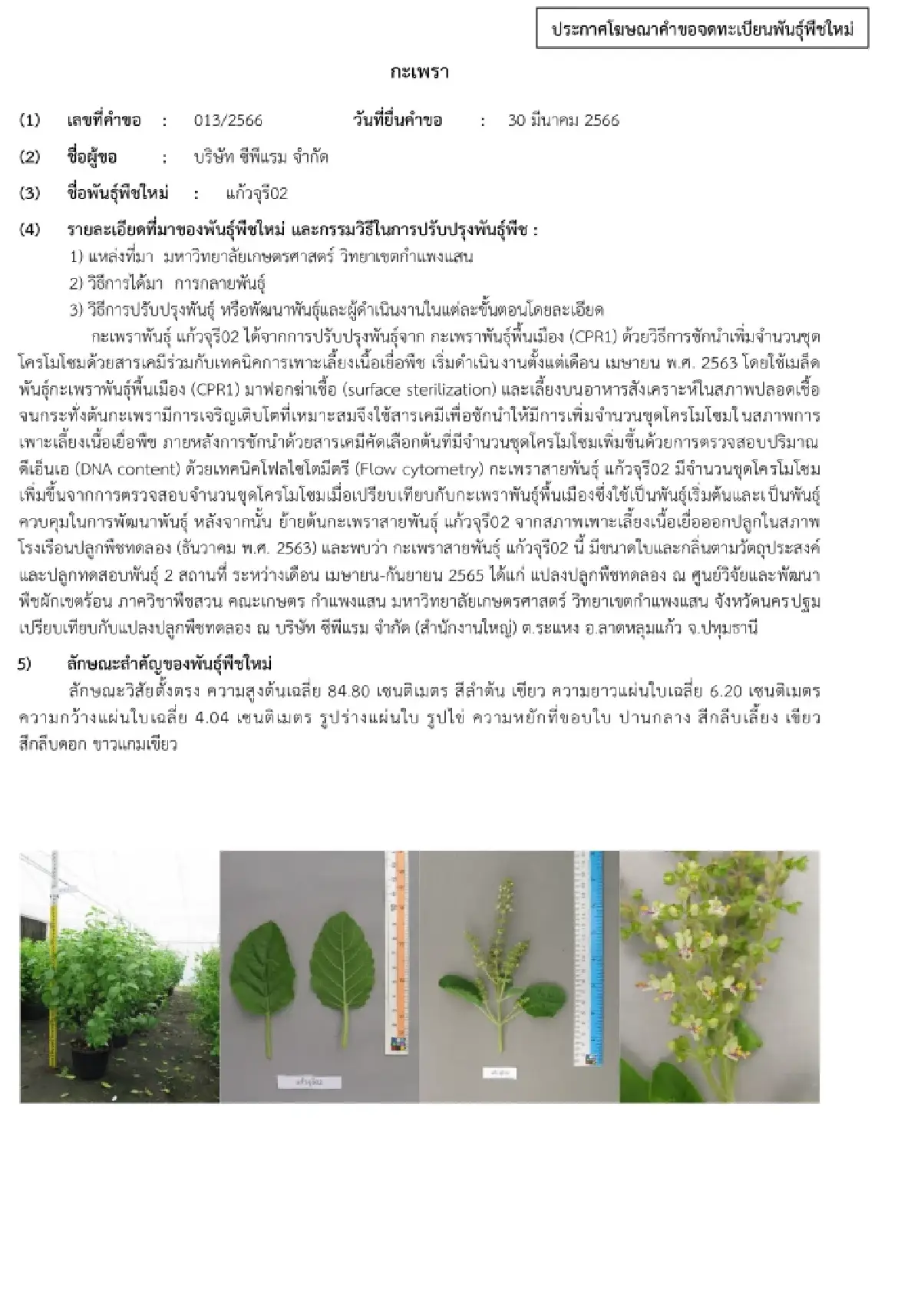 เปิดปมทุนใหญ่ จดทะเบียน 'กะเพรา' 4 พันธุ์ในไทย ชาวบ้านปลูกกิน-ขายได้ไหม?