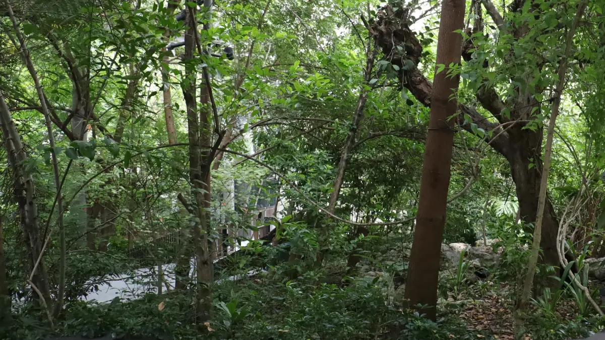 ชวนไป ‘อาบป่า’ ในเมือง ณ ‘The Forestias’ ที่ Habitat บางนา กม.7