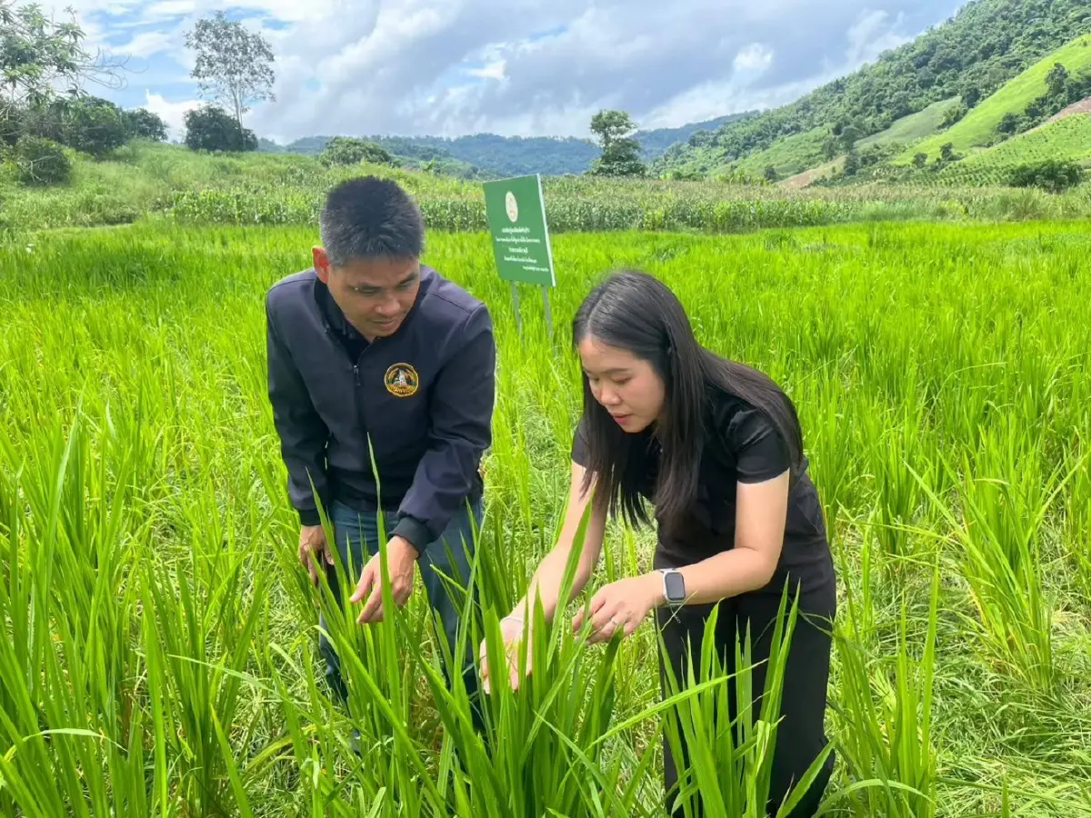 ศูนย์เมล็ดพันธุ์ข้าวพะเยาดันข้าวคุณภาพสูง หนุนสร้างแบรนด์
