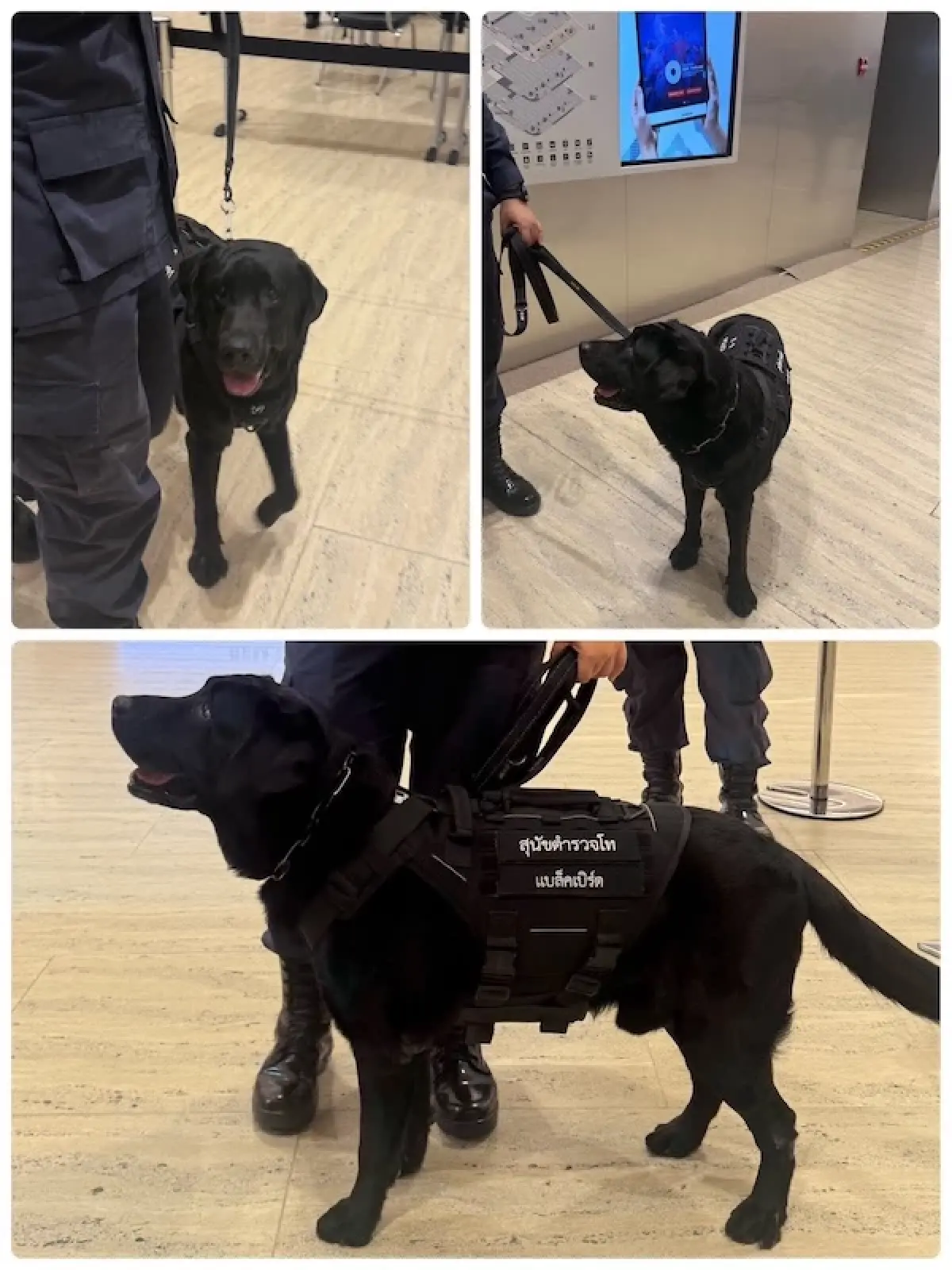 ภารกิจ 'สุนัขตำรวจ K-9' เบื้องหลังความปลอดภัยขั้นสูงสุด งานประชุมระดับโลก IMF-World Bank 2026
