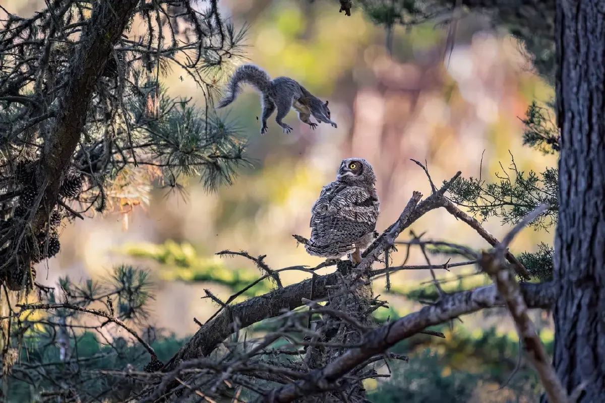‘Nikon Comedy Wildlife Awards’ ภาพถ่ายสัตว์โลกชวนยิ้ม หวังใช้เสียงหัวเราะช่วยอนุรักษ์สัตว์ป่า
