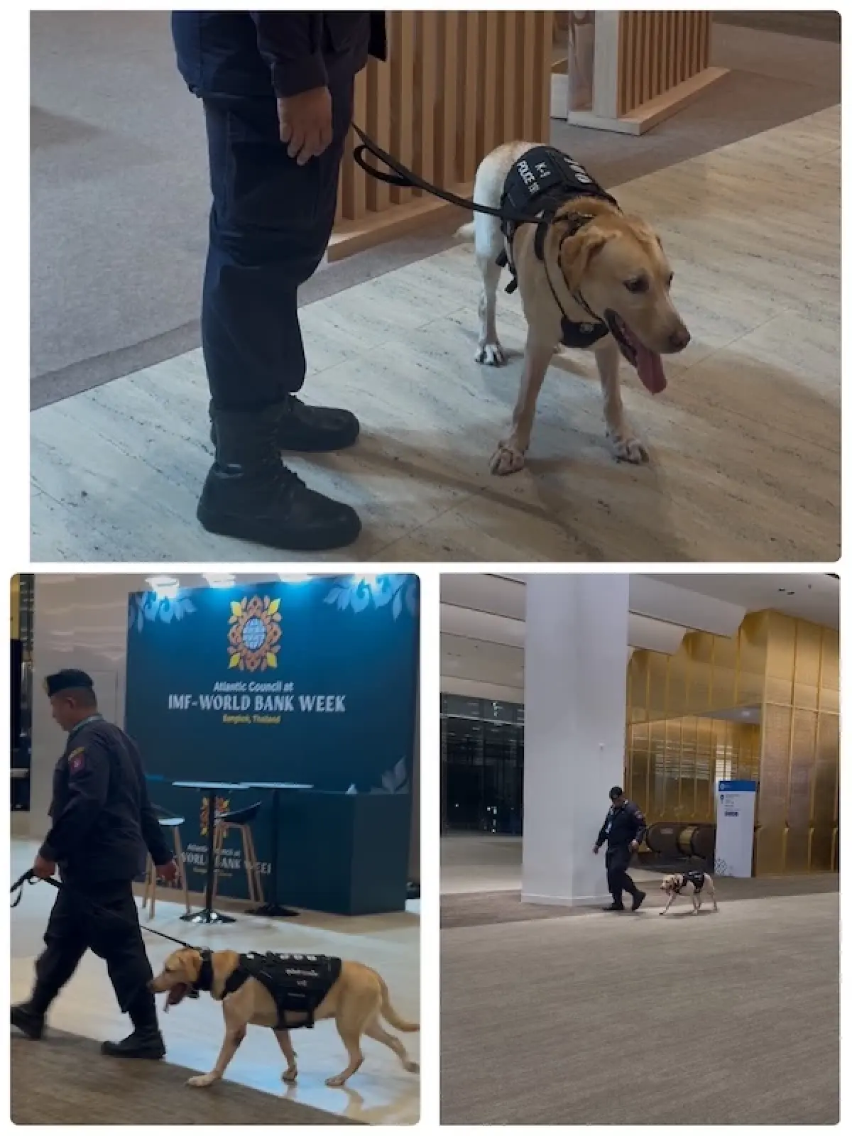 ภารกิจ 'สุนัขตำรวจ K-9' เบื้องหลังความปลอดภัยขั้นสูงสุด งานประชุมระดับโลก IMF-World Bank 2026