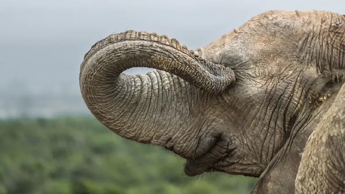 ‘Nikon Comedy Wildlife Awards’ ภาพถ่ายสัตว์โลกชวนยิ้ม หวังใช้เสียงหัวเราะช่วยอนุรักษ์สัตว์ป่า