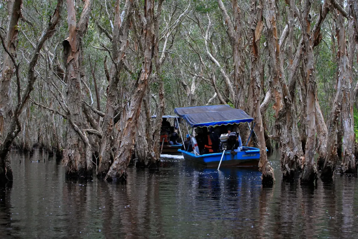 พายเรือเข้าป่าแห่งจินตนาการ ชมต้นไม้ดึกดำบรรพ์ 'เสม็ดโบราณพันปี'
