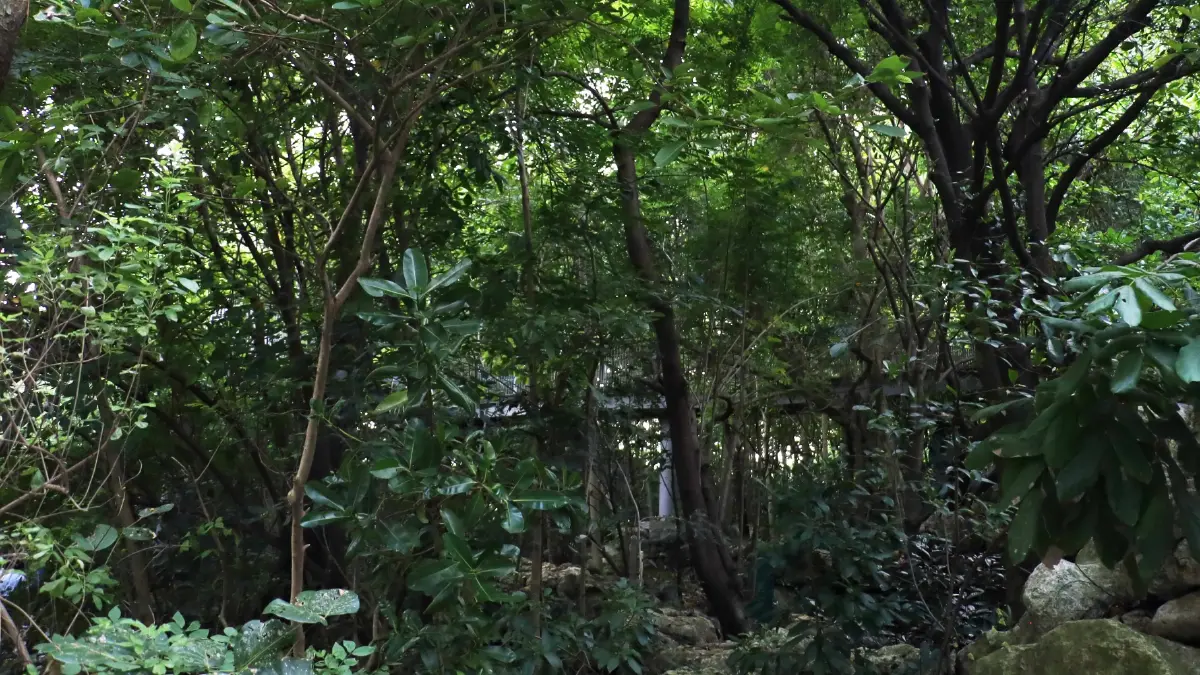 ชวนไป ‘อาบป่า’ ในเมือง ณ ‘The Forestias’ ที่ Habitat บางนา กม.7