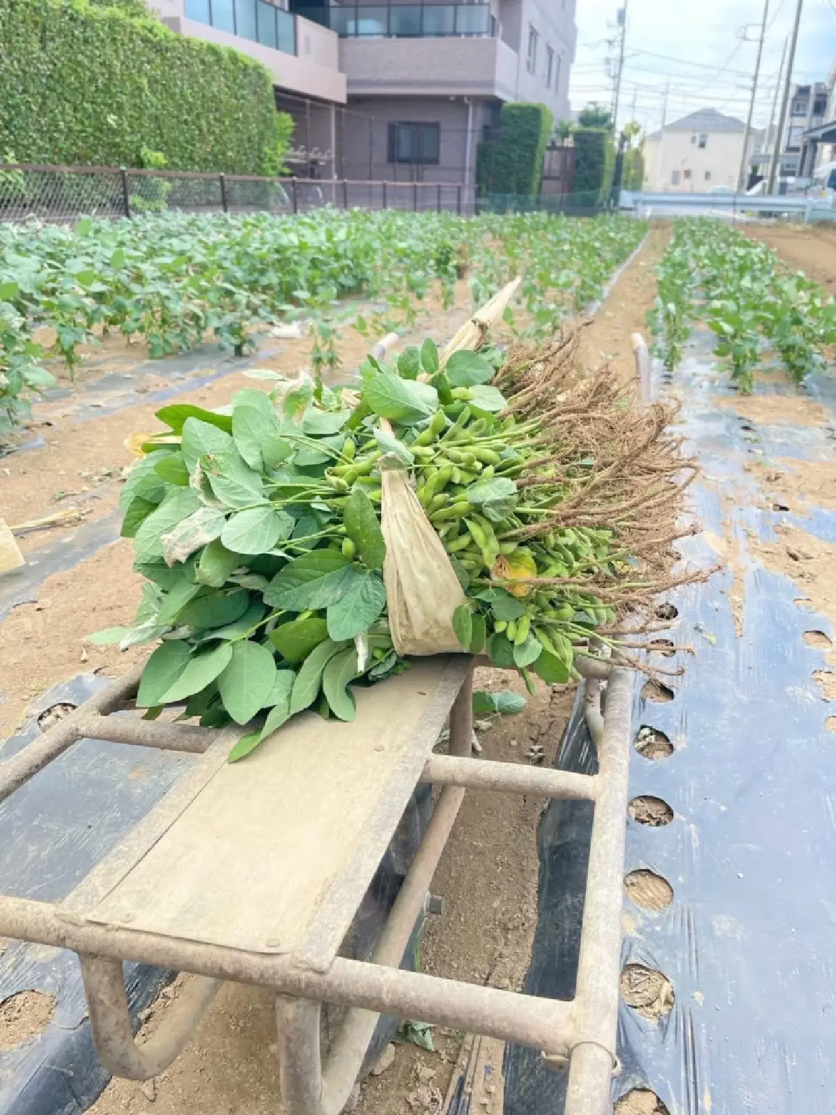 กรมส่งเสริมสหกรณ์ ดันสินค้าพรีเมียมไทยปักธงตลาดญี่ปุ่น
