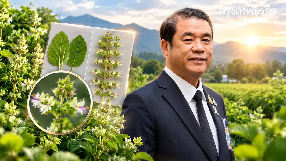 เปิดปมทุนใหญ่ จดทะเบียน 'กะเพรา' 4 พันธุ์ในไทย ชาวบ้านปลูกกิน-ขายได้ไหม?