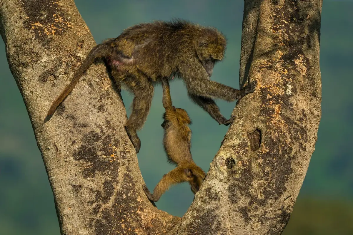 ‘Nikon Comedy Wildlife Awards’ ภาพถ่ายสัตว์โลกชวนยิ้ม หวังใช้เสียงหัวเราะช่วยอนุรักษ์สัตว์ป่า