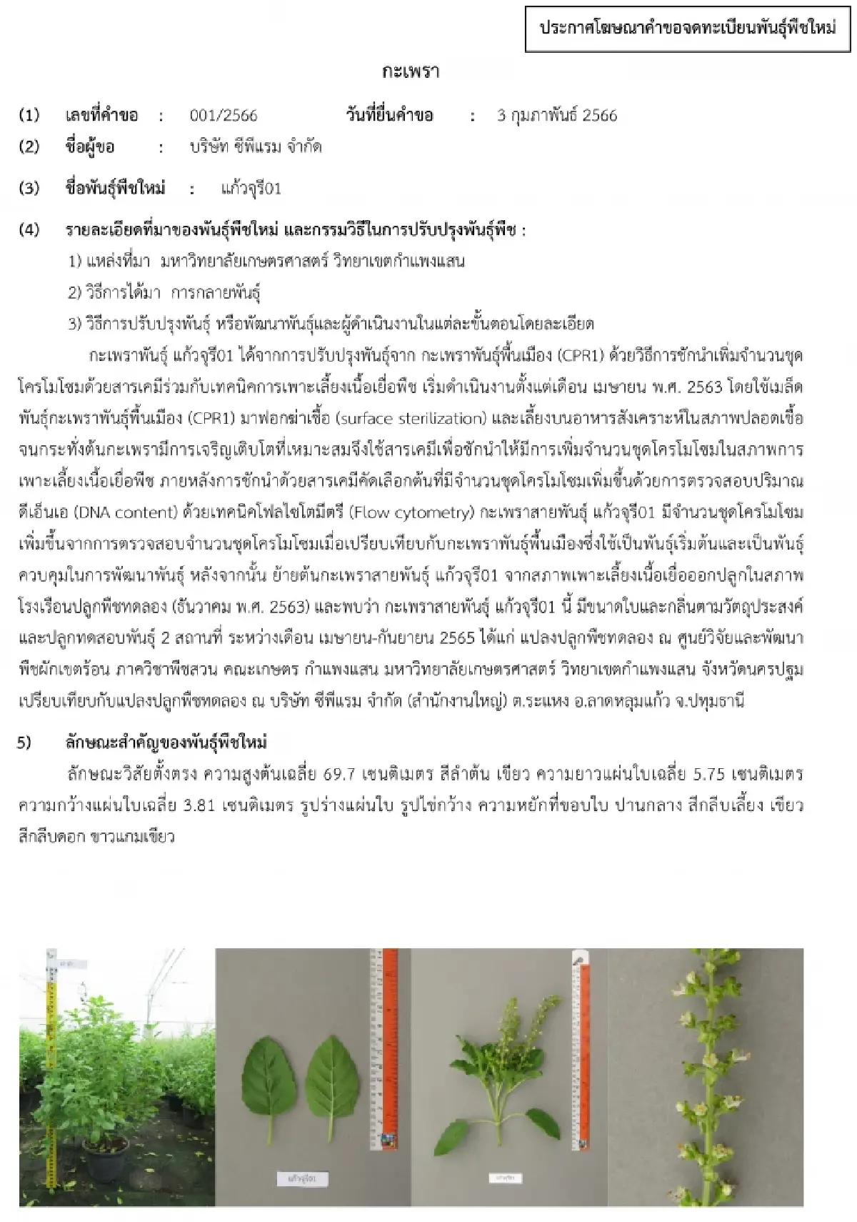 เปิดปมทุนใหญ่ จดทะเบียน 'กะเพรา' 4 พันธุ์ในไทย ชาวบ้านปลูกกิน-ขายได้ไหม?