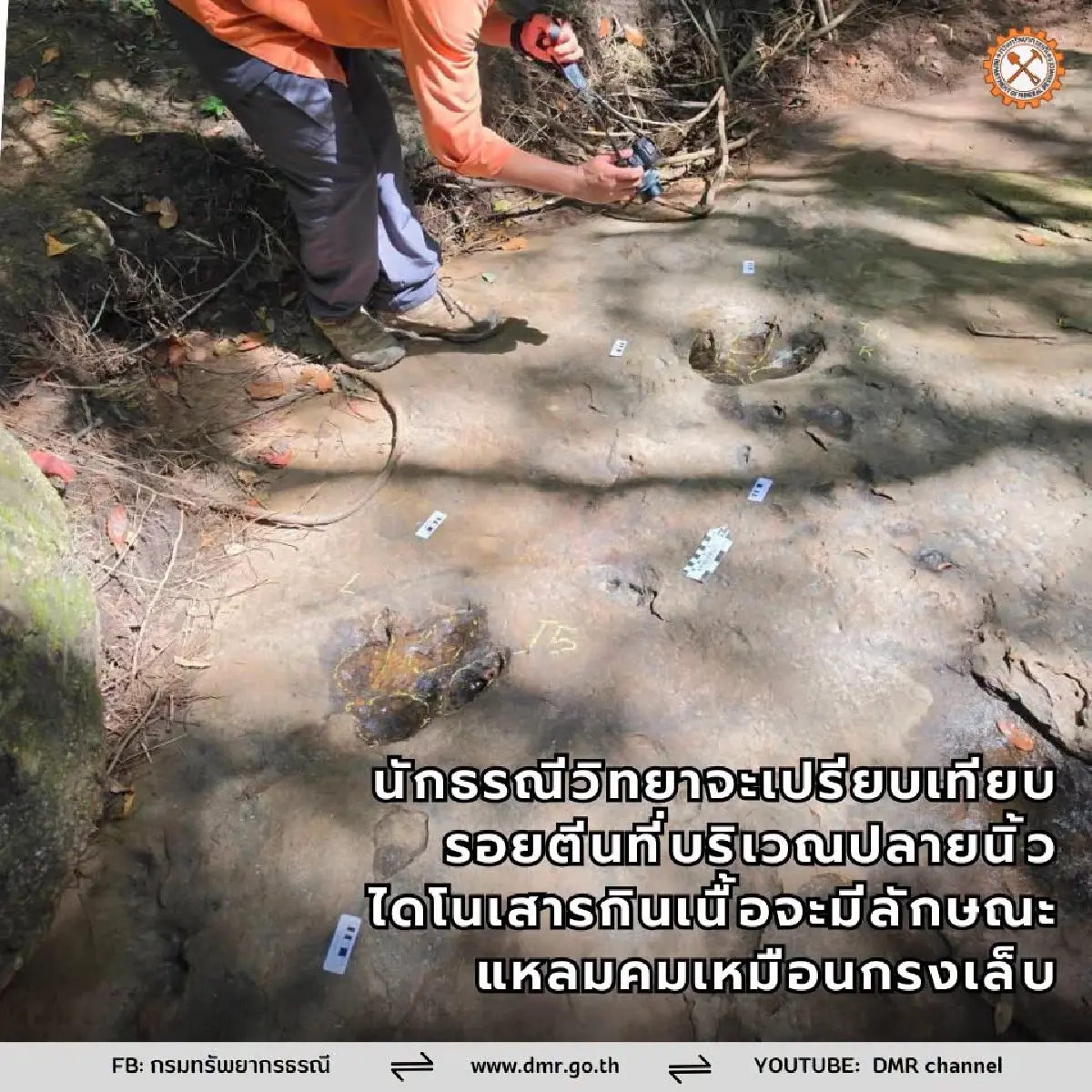 กรมทรัพยากรธรณี ยันแล้ว! เป็น รอยตีนไดโนเสาร์กินเนื้อ อายุ 120 ล้านปี