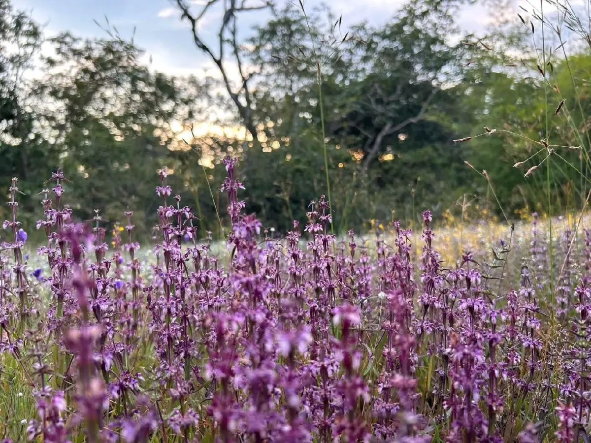 เปิดโฉม 'กะเพราศักดิ์สิทธิ์' มณีสีม่วงสุดแรร์ พืชถิ่นเดียวในไทย