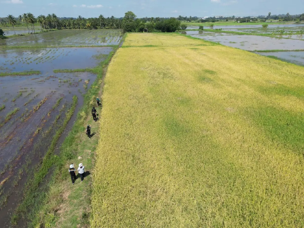 กรมส่งเสริมการเกษตร แนะฟื้นฟูนาหลังน้ำลด-เฝ้าระวังโรคไหม้