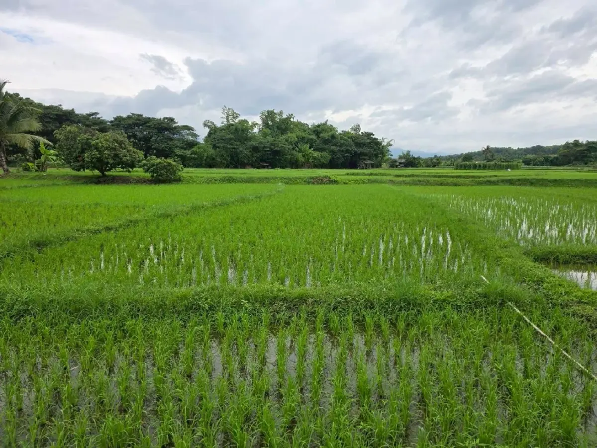 ศูนย์ข้าวลำปาง กระจายพันธุ์ดี 280 ตัน อุ้ม 2,950 ครัวเรือน
