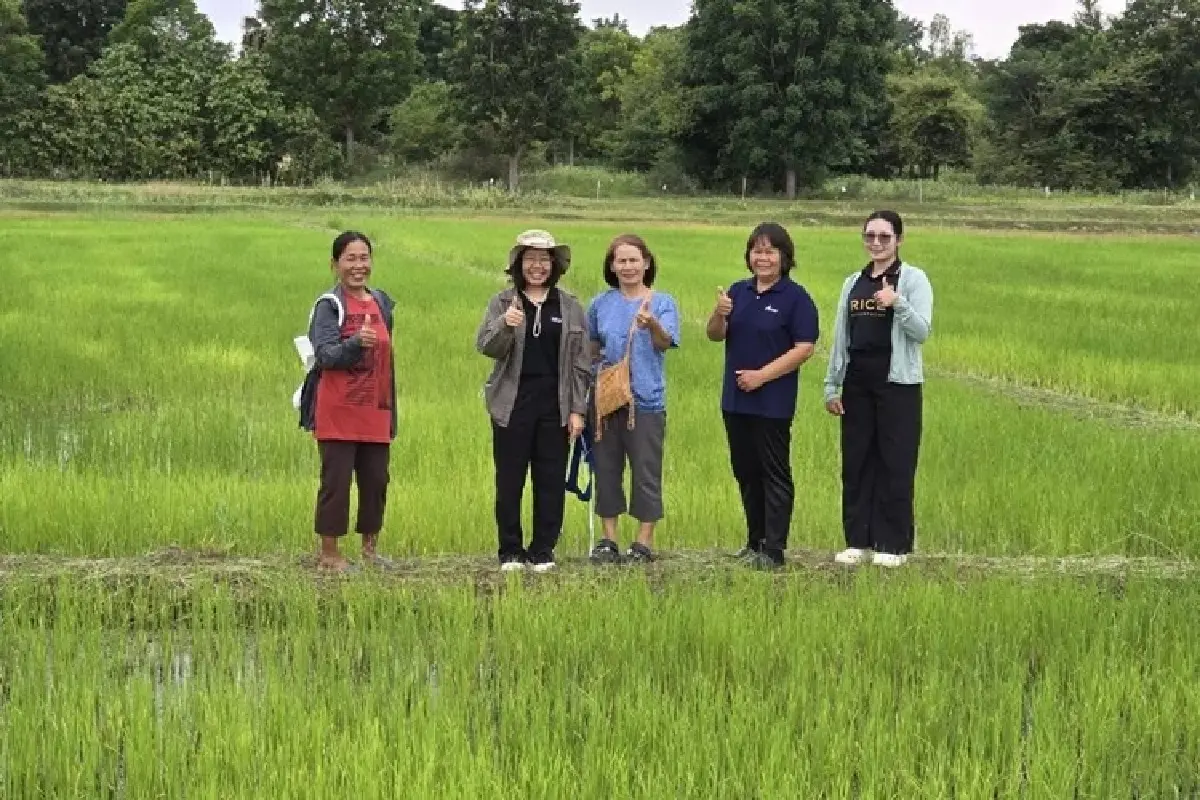 ยกระดับข้าวไทย ศูนย์ข้าวลำปาง ยกระดับเมล็ดพันธุ์ คุมต้นน้ำยันตลาด