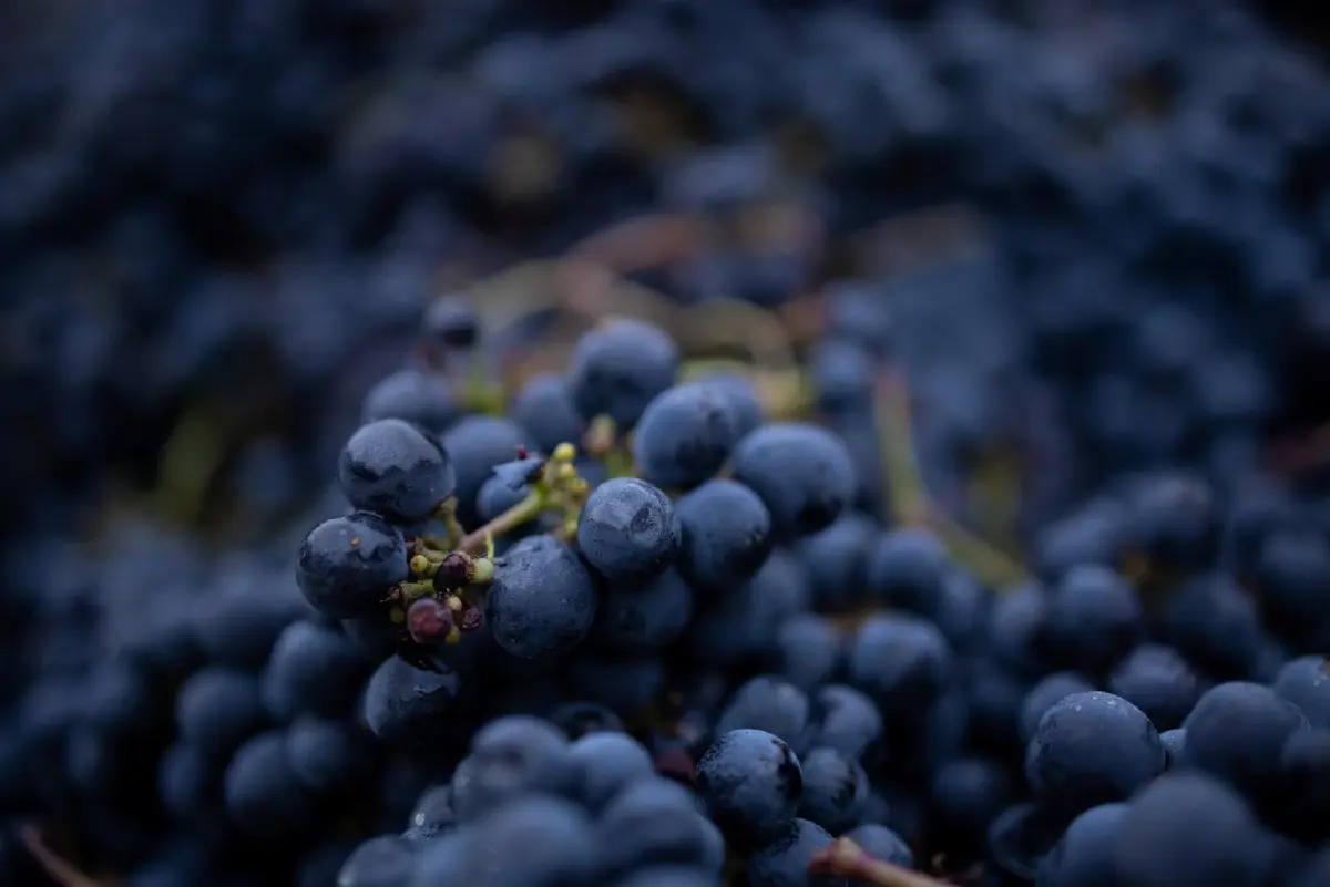 ศิลปะ กาลเวลา และมูลค่า 'Fine Wine' จากคลังใต้ดินสู่สินทรัพย์สุนทรียะ