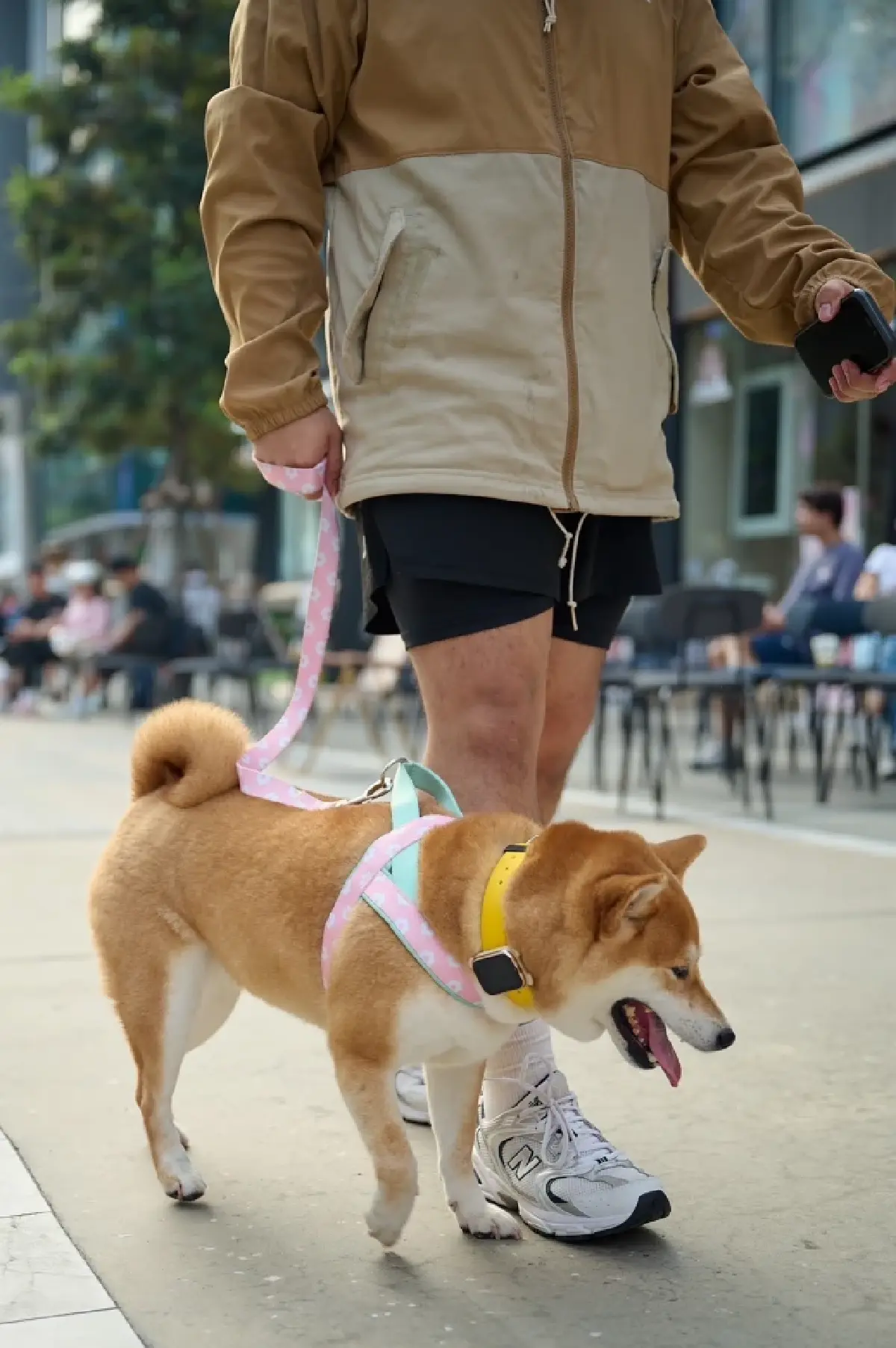 ทาสไม่ต้องตาม! AIS เปิดคัว “มือถือสัตว์เลี้ยง” ตามตัวได้ ดู GPS-วิดีโอคอลเห็นหน้า