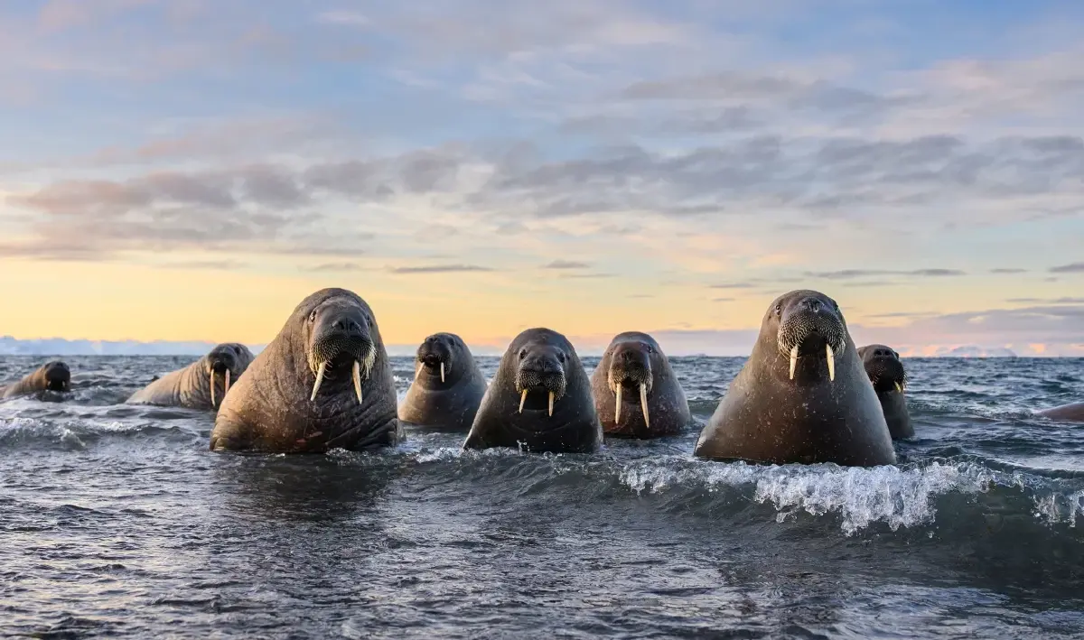 ‘Nikon Comedy Wildlife Awards’ ภาพถ่ายสัตว์โลกชวนยิ้ม หวังใช้เสียงหัวเราะช่วยอนุรักษ์สัตว์ป่า