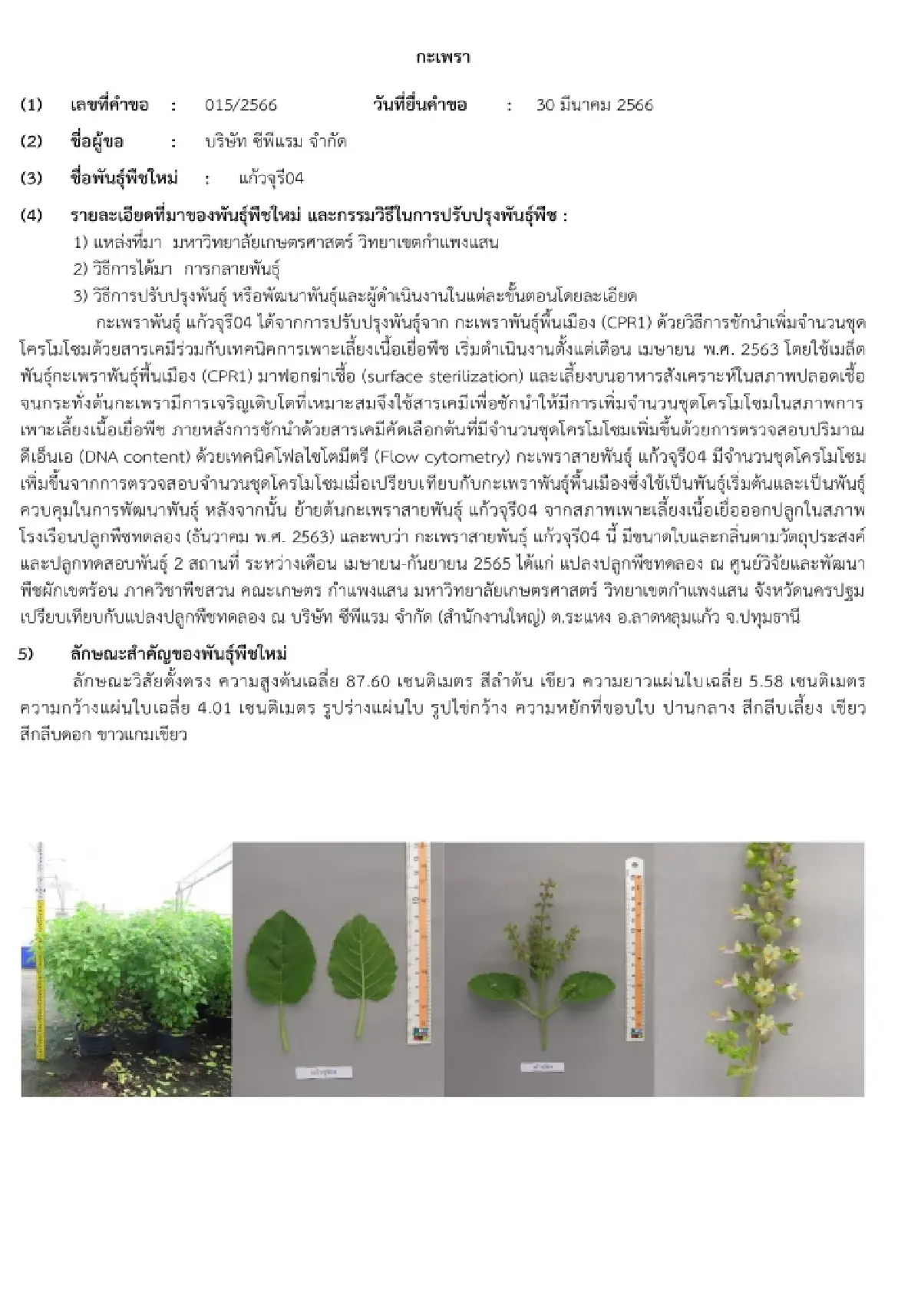 เปิดปมทุนใหญ่ จดทะเบียน 'กะเพรา' 4 พันธุ์ในไทย ชาวบ้านปลูกกิน-ขายได้ไหม?