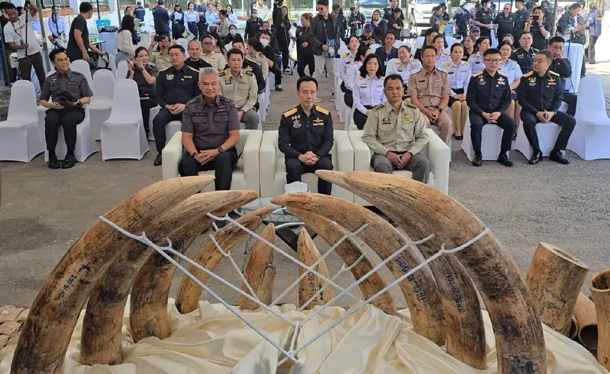 ‘ศุลกากร’ สกัดลอบค้างาช้างข้ามชาติ 3.1 ตัน ซ่อนในไม้แปรรูป เตรียมขยายผลจับกุมผู้เกี่ยวข้อง