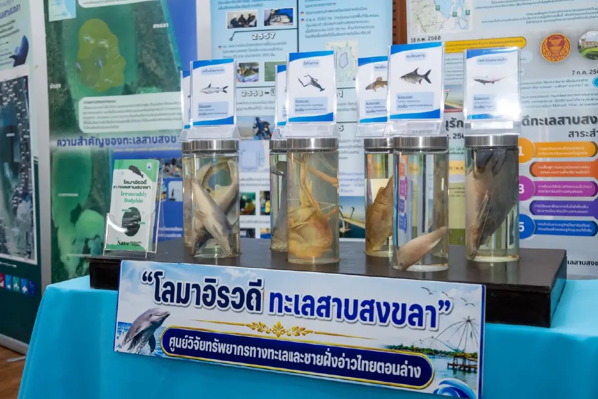 ม.ทักษิณ หนุนภาคีสงขลา–พัทลุง อนุรักษ์โลมาอิรวดี สร้างอาชีพชุมชน