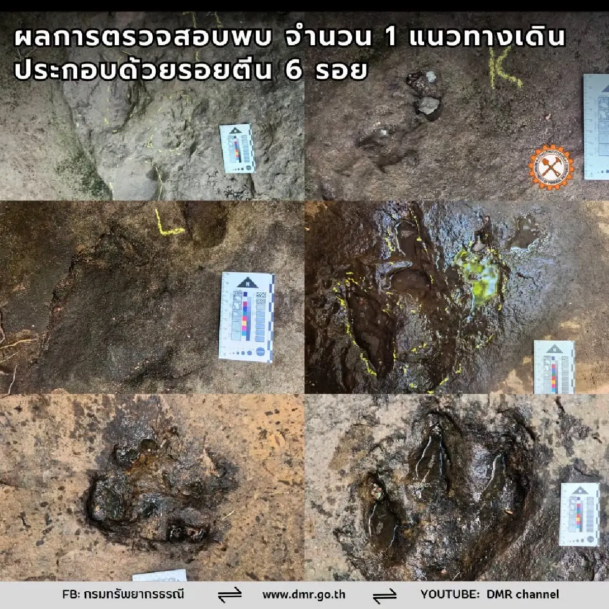 กรมทรัพยากรธรณี ยันแล้ว! เป็น รอยตีนไดโนเสาร์กินเนื้อ อายุ 120 ล้านปี