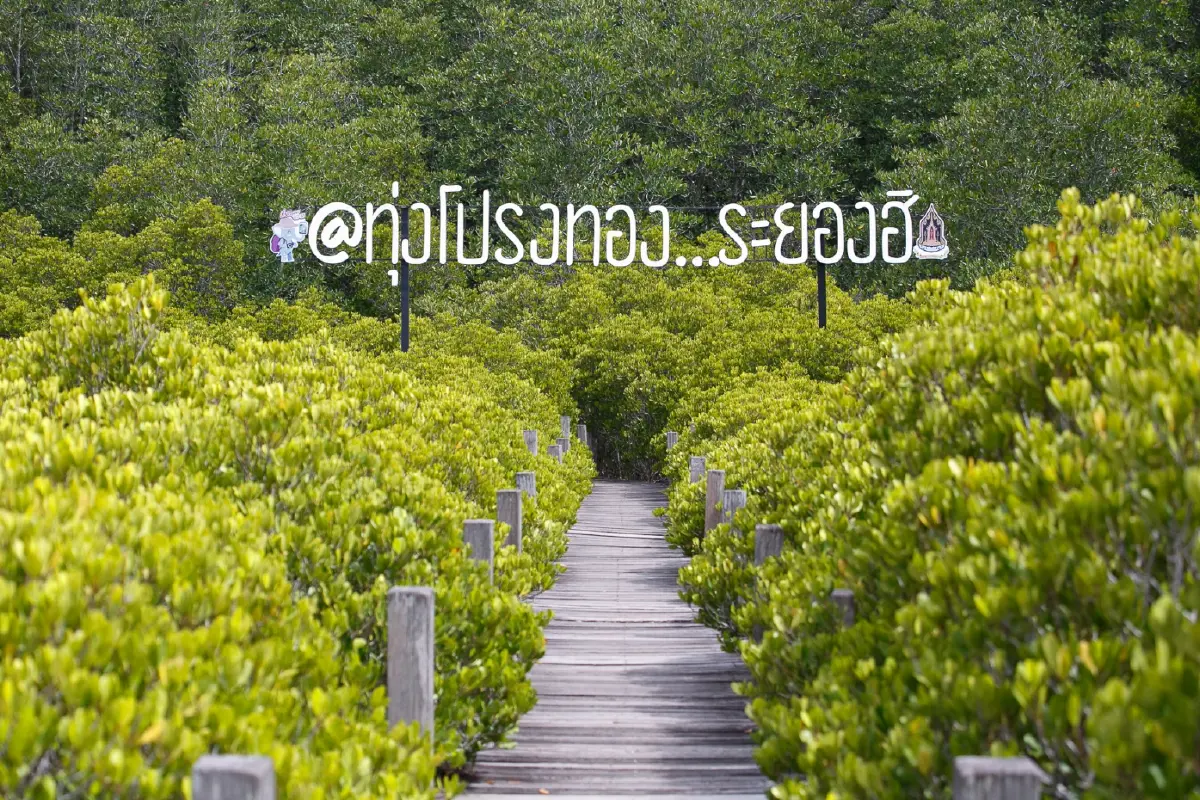 พายเรือเข้าป่าแห่งจินตนาการ ชมต้นไม้ดึกดำบรรพ์ 'เสม็ดโบราณพันปี'