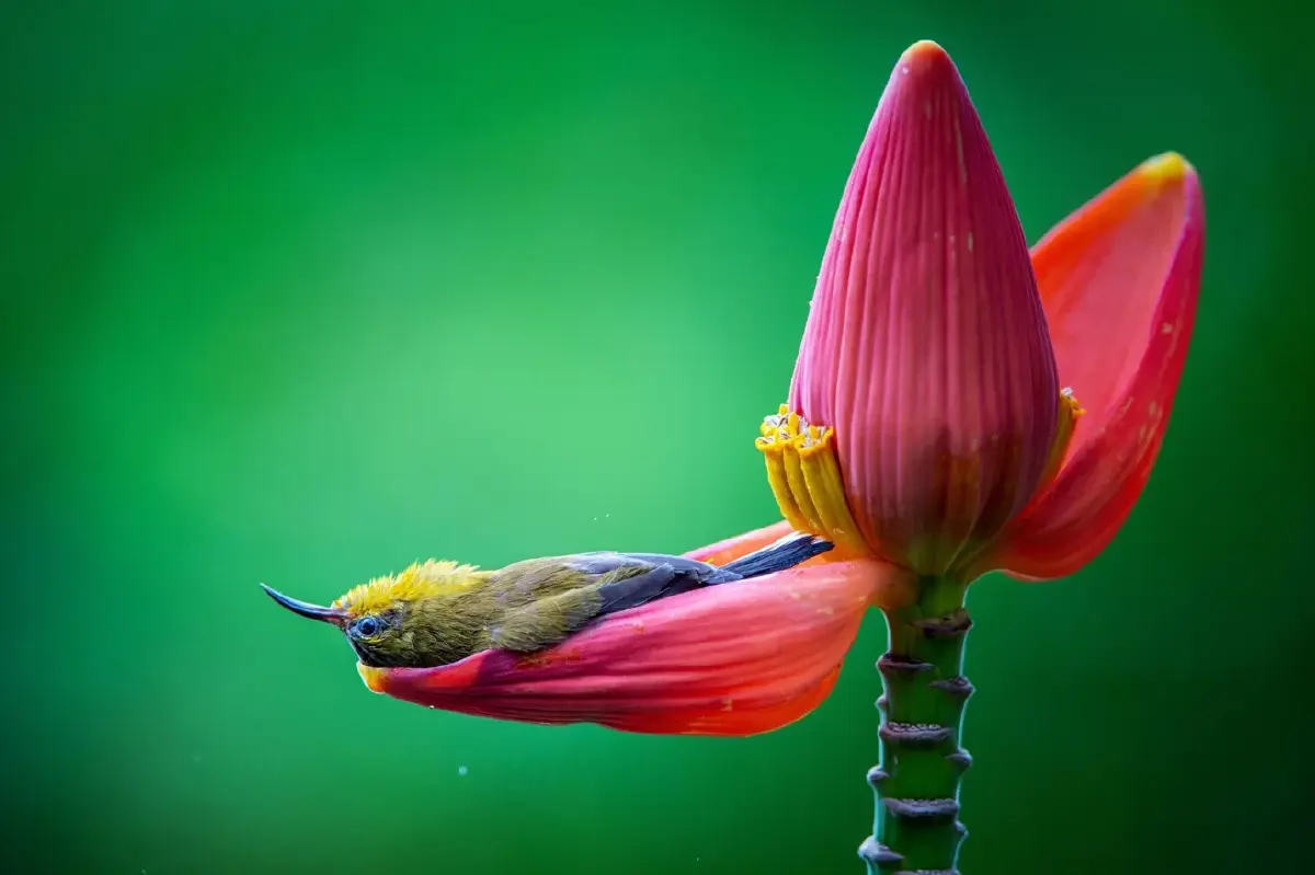 ‘Nikon Comedy Wildlife Awards’ ภาพถ่ายสัตว์โลกชวนยิ้ม หวังใช้เสียงหัวเราะช่วยอนุรักษ์สัตว์ป่า