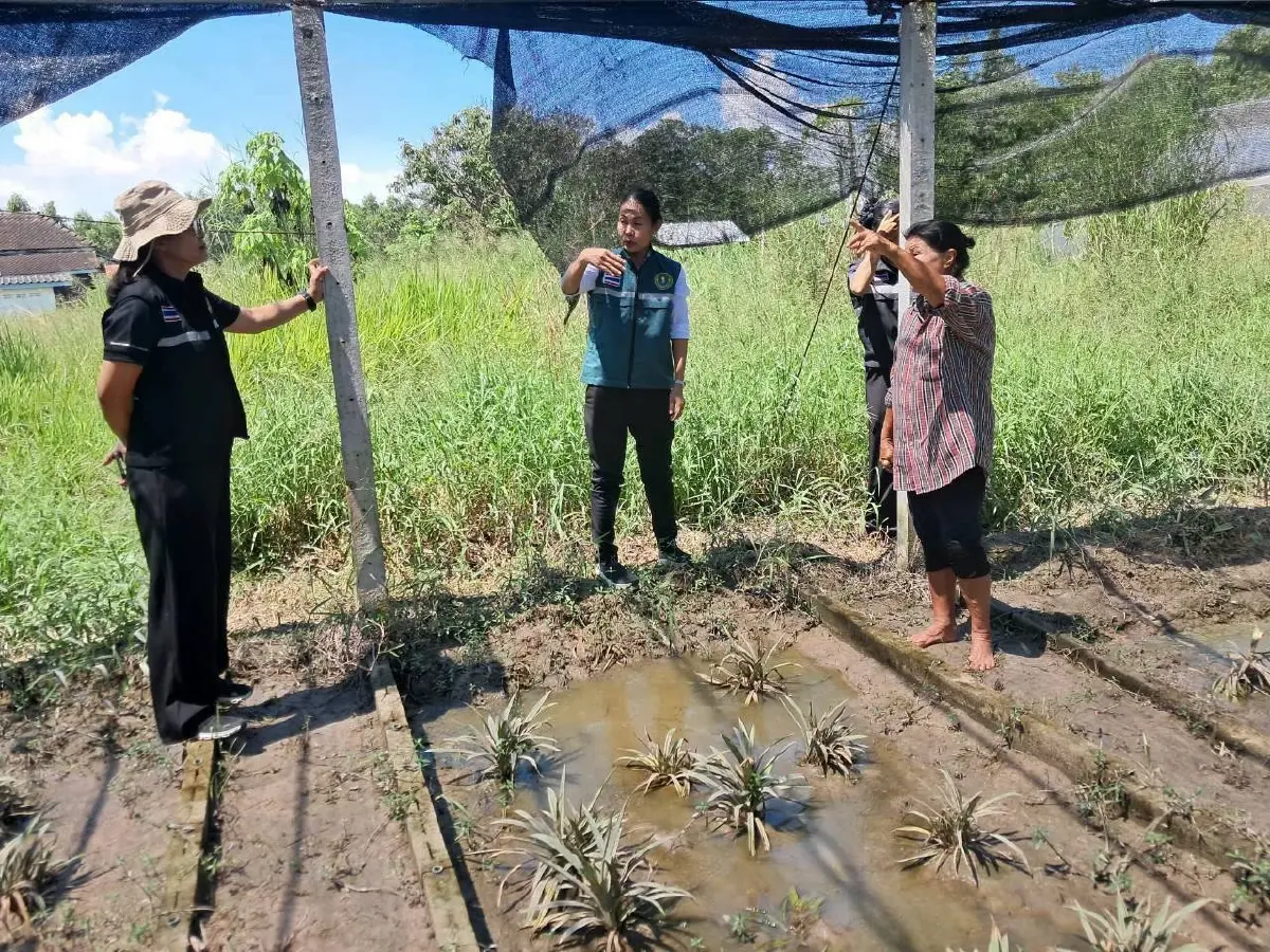สายด่วนฟื้นฟู กรมส่งเสริมฯ ลุยสำรวจ 1.7 ล้านไร่ เร่งจ่ายเยียวยา