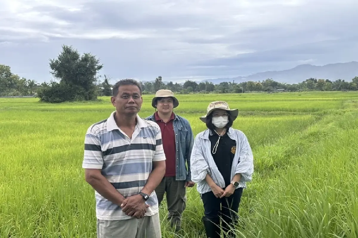 ยกระดับข้าวไทย ศูนย์ข้าวลำปาง ยกระดับเมล็ดพันธุ์ คุมต้นน้ำยันตลาด