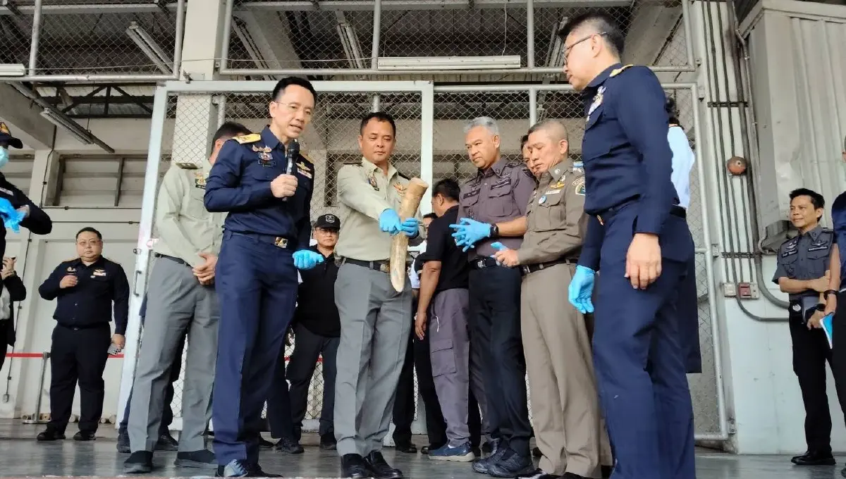 ‘ศุลกากร’ สกัดลอบค้างาช้างข้ามชาติ 3.1 ตัน ซ่อนในไม้แปรรูป เตรียมขยายผลจับกุมผู้เกี่ยวข้อง
