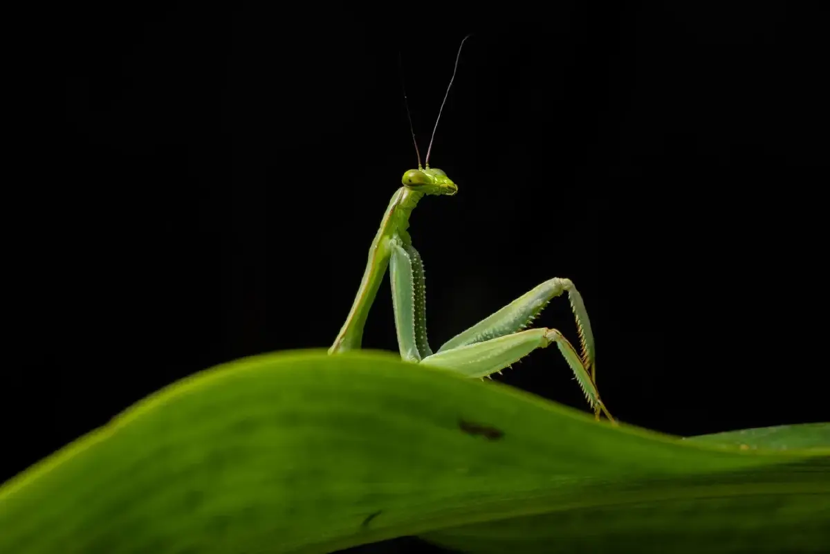 ‘Nikon Comedy Wildlife Awards’ ภาพถ่ายสัตว์โลกชวนยิ้ม หวังใช้เสียงหัวเราะช่วยอนุรักษ์สัตว์ป่า